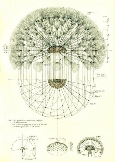 diagram of a dandelion