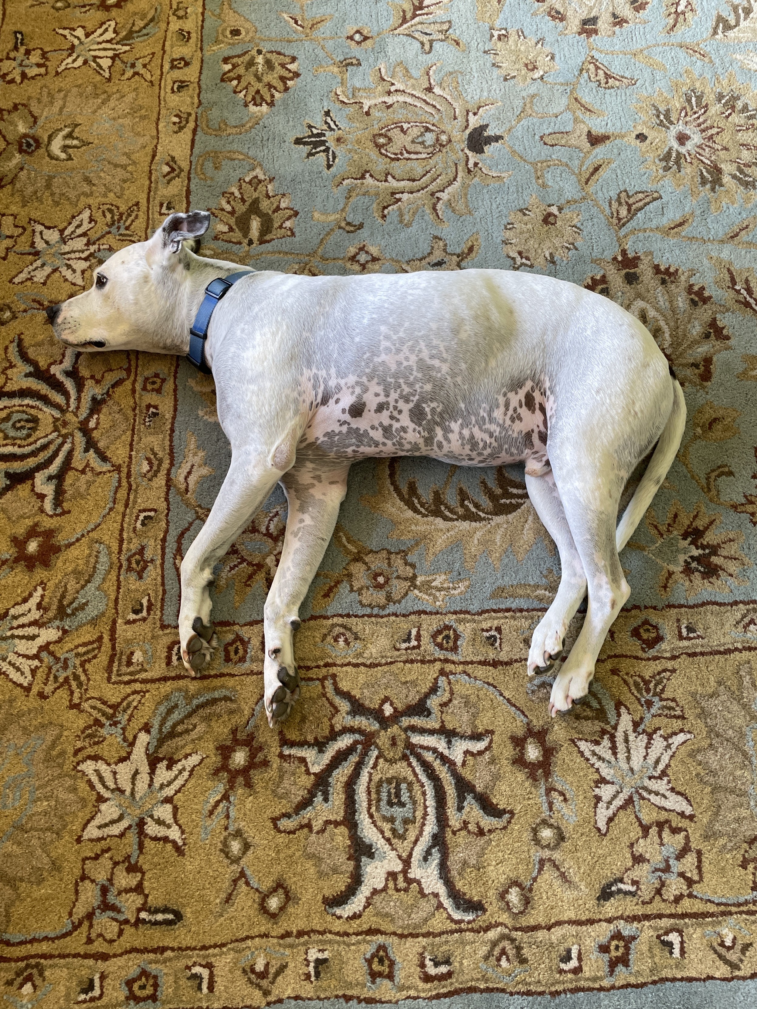 A large white sweet doggo with spots lounging on a multi-colored rug. Happy birthday Jessamyn! 