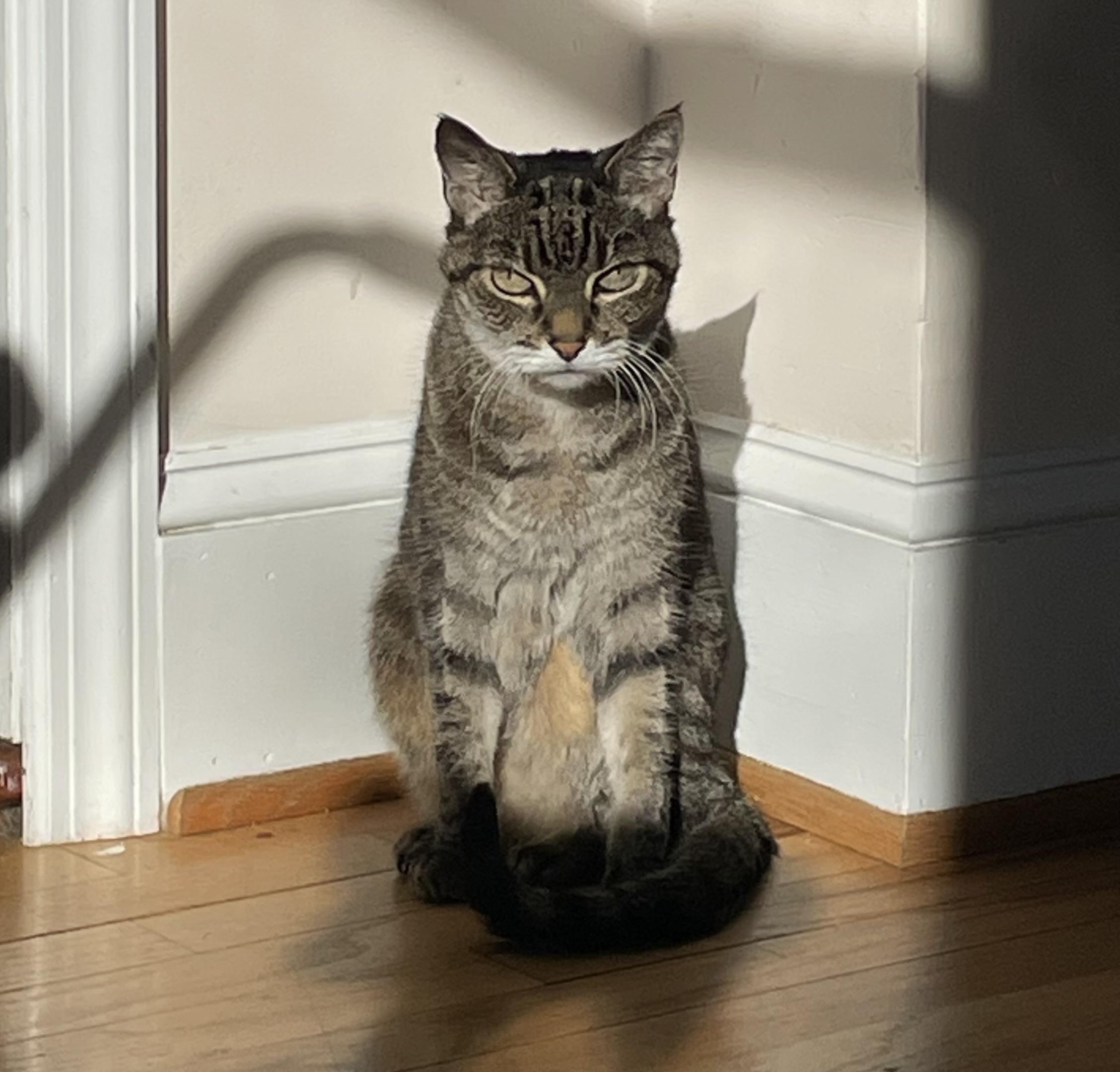 A tabby cat named Ellie sits upright in a sunlit corner, casting a shadow on the wall. The cat has a serious expression, with distinctive stripes and a cream-colored patch on its chest. The setting features wooden floors and a light-colored wall.
