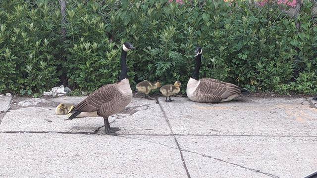 geese and goslings on a sidewalk