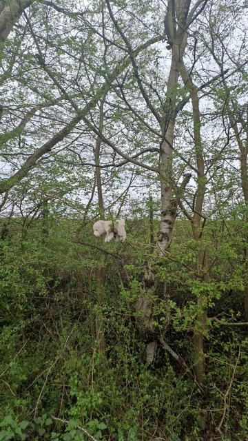 Trees and bushes on Brabrandstien in Aarhus, Denmark. Hanging from a branch: a nice white teddy bear. Not sure if it's a bear, actually. It's kind of a cross between a bear and a dog and a sheep. It looks a little alarming at first glance, as if somebody did a reenactment of the crucifixion using a cuddly toy. But presumably someone just found it on the ground and stuck it high up so it is safe and visible.