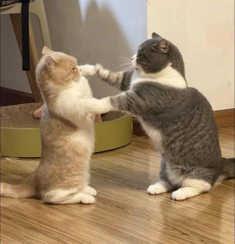 ALT

Dos gatos en dos patas