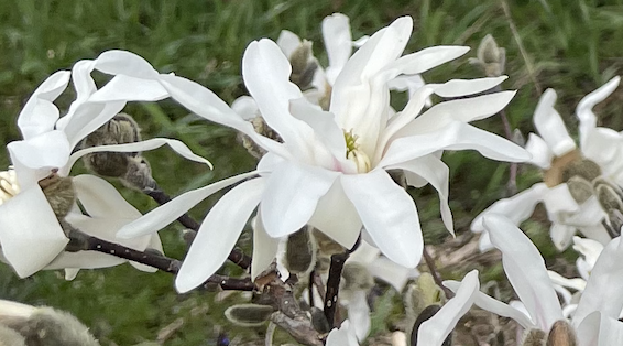 Close up photograph of white magnolia blossoms of a cold-hearty magnolia tree. The image shows bare branches (no leaves yet) with many blossoms in the frame. The elongated (approximately 2 inches long) delicate petals, flop about loosely in the breeze, once the bud fully opens