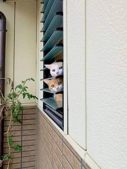 ALT

Gatos asomados a una ventana