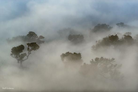 A misty landscape featuring silhouettes of trees emerging through a thick layer of fog, creating a serene and ethereal atmosphere.