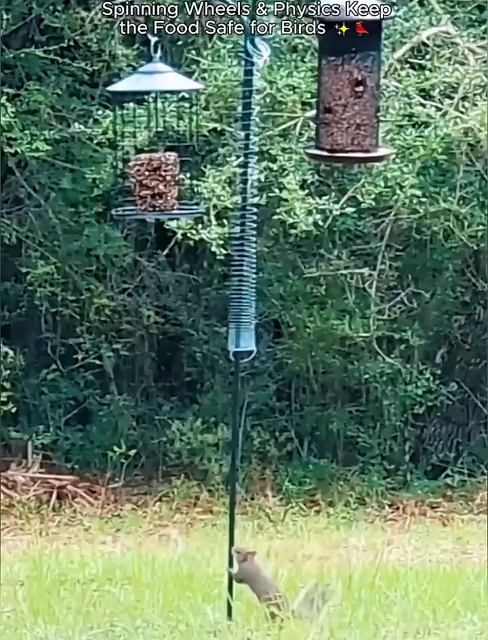 Video showing a slinky being used to deter squirrels from getting to bird feeders, but they eventually learn how to get past it. The thing that worked best was a platform that would spin where the food was.