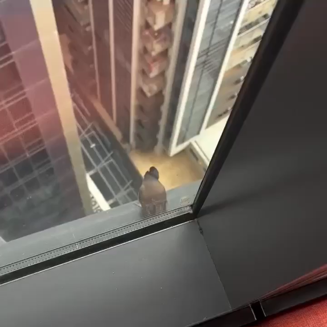 A bird high up on a skyscraper jumping off the ledge and diving for a couple seconds before opening its wings and gloriously gliding away.