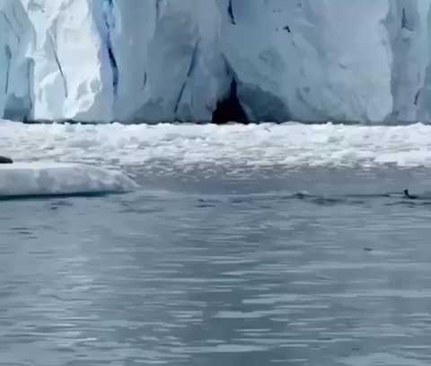 Penguins jumping out of water into ice only to see a sea lion and immediately jump back into the water.