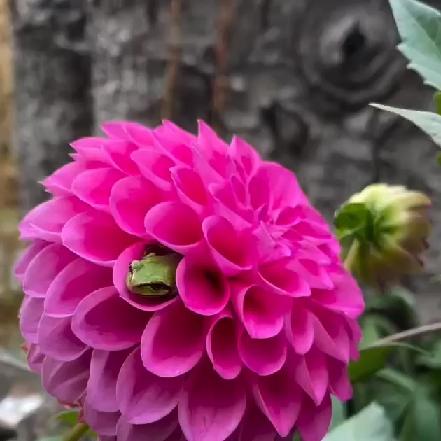 Video of green frogs in reddish-pink dahlia petals.