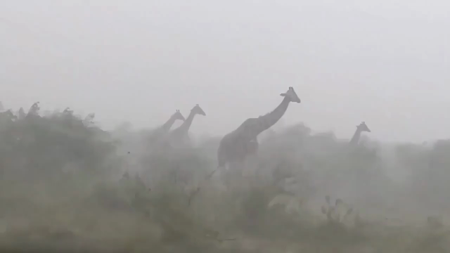 Giraffes caught in a storm.
