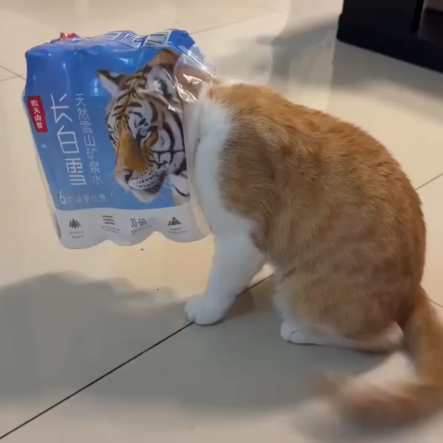 A white and orange cat with its head inside of a plastic wrapper with a picture of a tiger's head. The cat is positioned perfectly so that the tiger's head looks like its head, and the fur colors are the same.