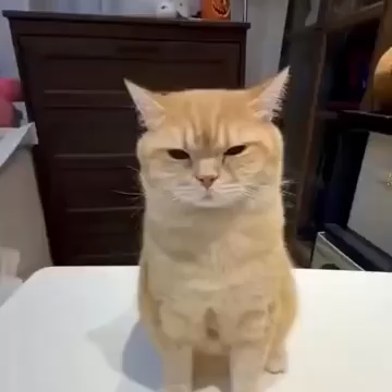 Mosaic tile put in front of an orange cat that make it look pixelated