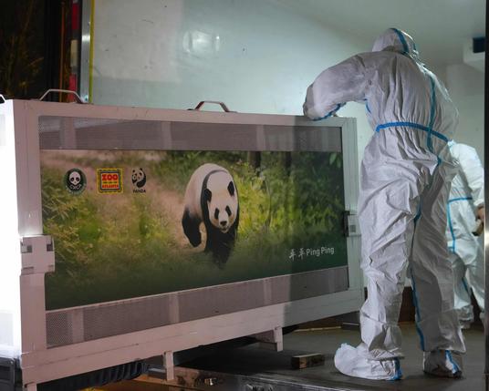 A person in a white full-body protective suit with blue straps stands facing a large cage that looks like a TV box showing a giant panda walking through grass. The image on the cage displays logos for Zoo Atlanta and a panda icon in the upper left, with text reading "Ping Ping" at the bottom right. The person appears to be viewing or working with the cage in an indoor facility.