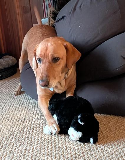 Golden lab is playing with her black and white toy cat while lounging on the edge of a black bean bag.