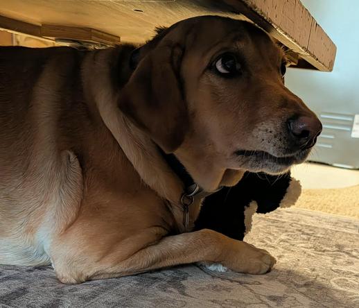 Golden lab is hiding under a table after a wind gust hit the house. No point being brave for these unexpected noisy interruptions.