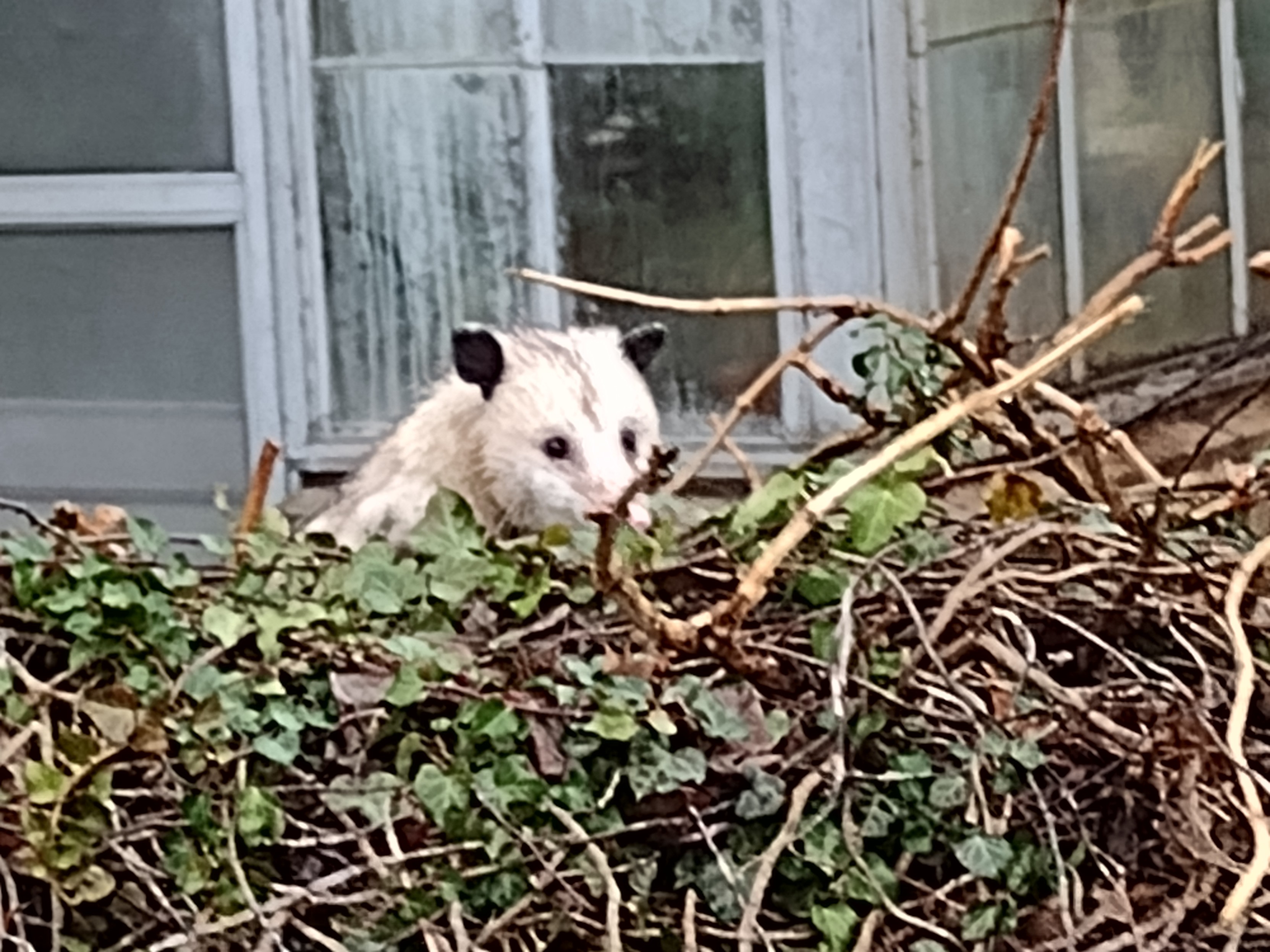 Possum peeking over the wall at the biology greenhouse like he's Charlie Brown