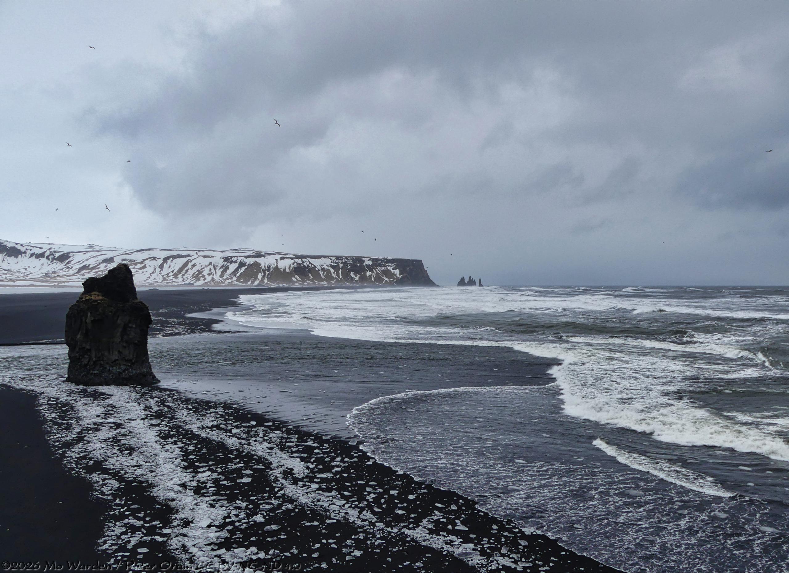 A colour photo in an almost monochrome palette of a black beach. In the distance is a snow-covered mountain of dark rock and sea stacks are in the ocean at its end. The sea itself is wild and foamy, white surf is on every wave. The sky is heavy with stormy grey cloud, and there are many seabirds wheeling above the viewpoint. On the left and at the near end of the black beach is a large solitary rock. From its base and towards the viewer is a thick line of white ice pieces, cluttering the black sand.
Please note that this image was taken before the black beach was reclaimed by the sea in February 2026. Eventually, Reynisfjara is expected to return to its familiar appearance.