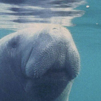 Sea Cow