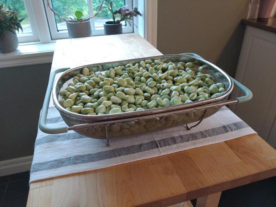 A collander sits on a small side table in front of a window. The collander is filled with green broad beans.