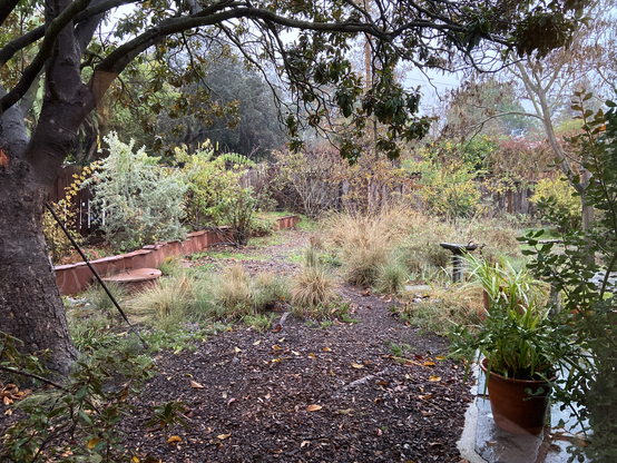 view of a California native meadow garden in drizzly winter rain with a nonnative Magnolia tree on the left and above