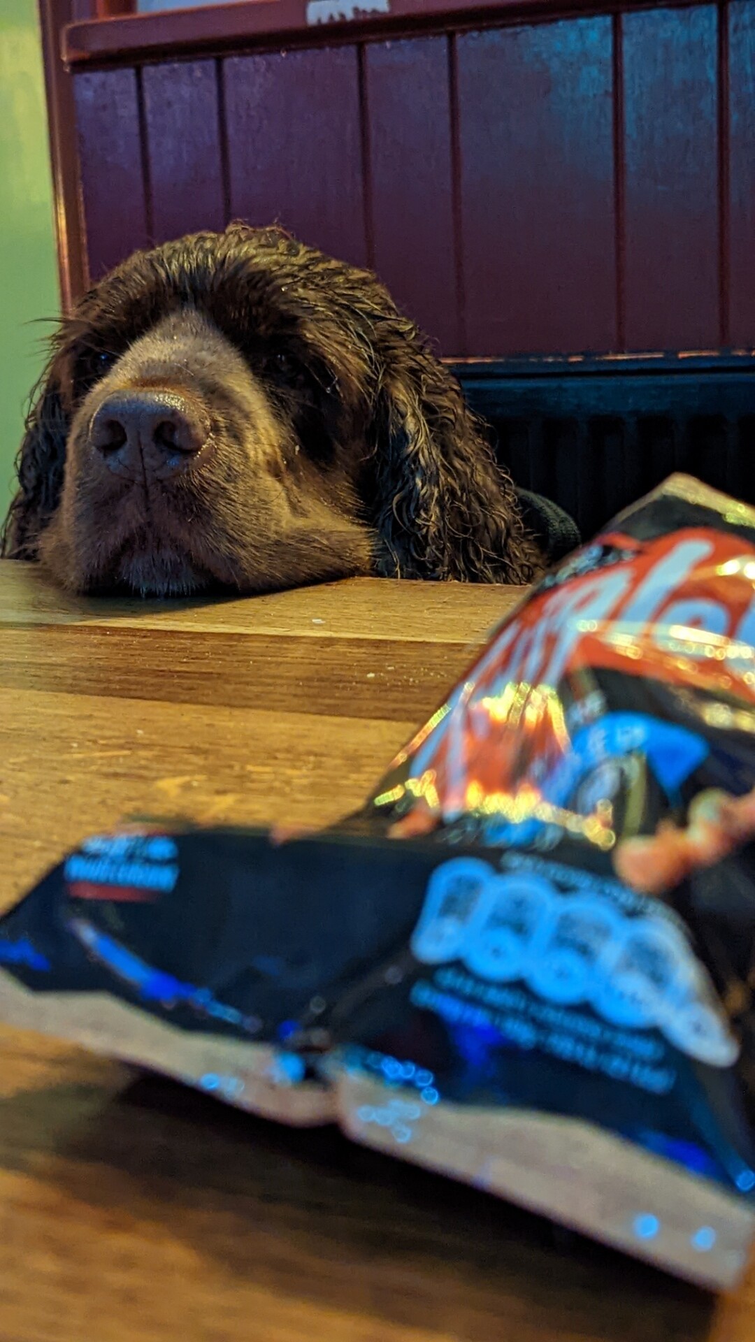 A Sussex Spaniel resting it's chin on a pub table with a packet of Twiglets crisps that are blurred in the foreground.