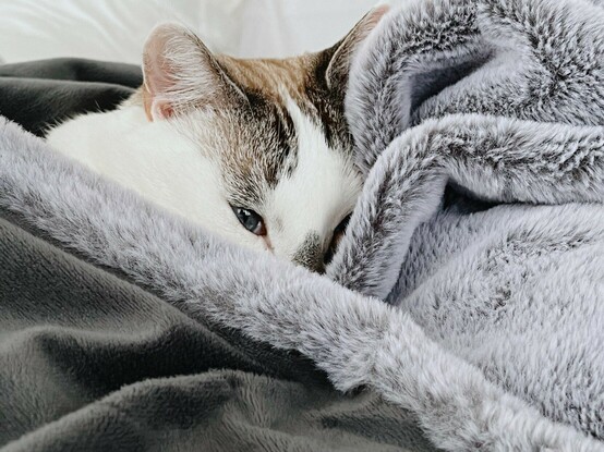White cat peeking out of blanket