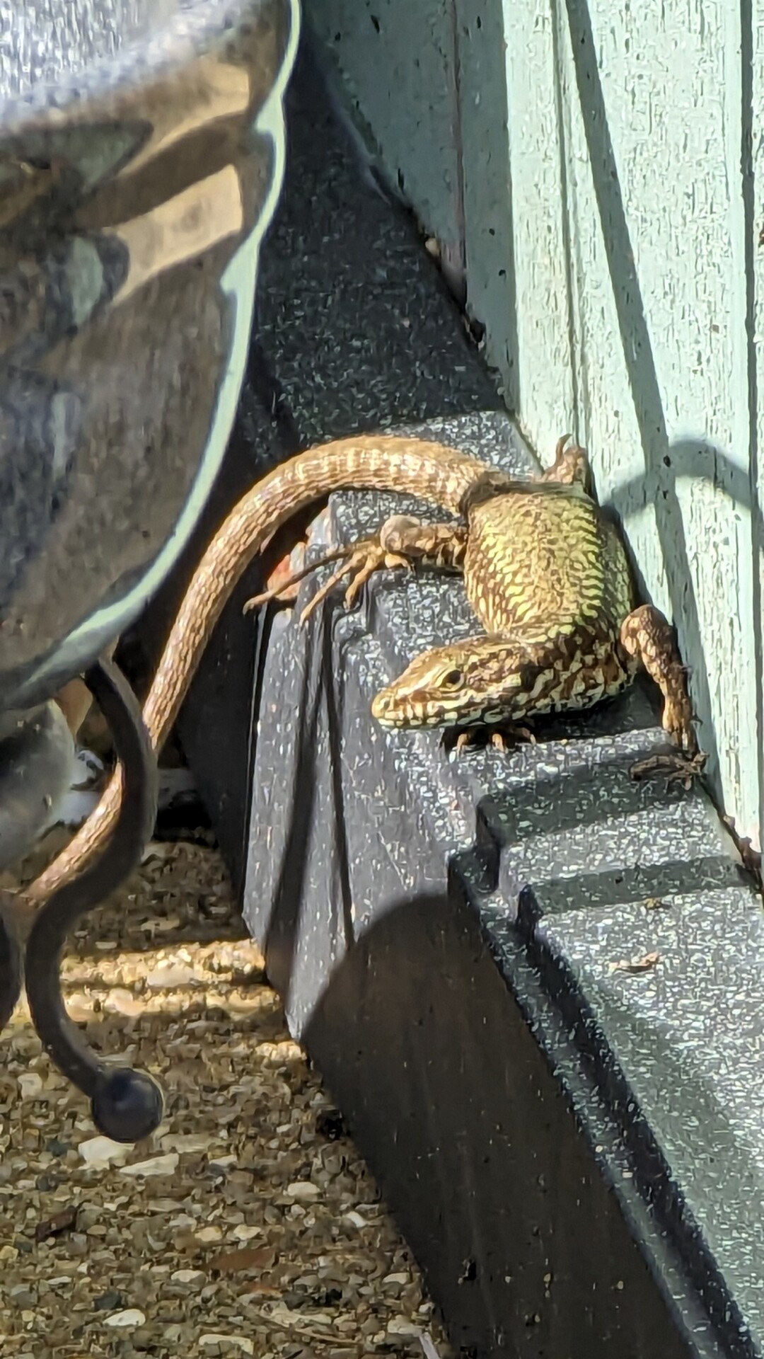 A common wall lizard that is facing forward and has brown and yellow patterned skin. It is perched on a raised ledge of a storage box and its tail is curved to the left and out of shot.