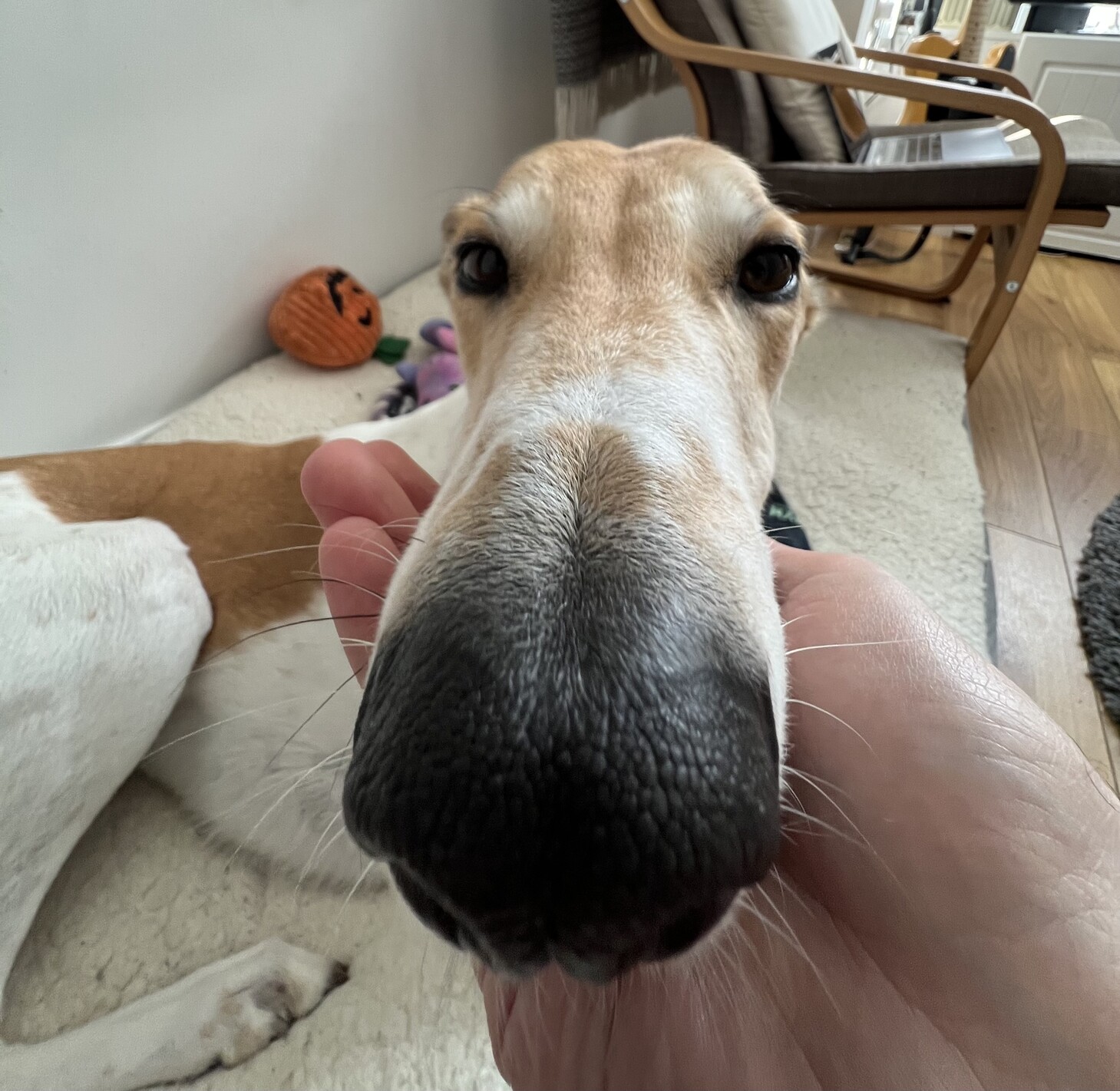 The nose of a very long lurcher