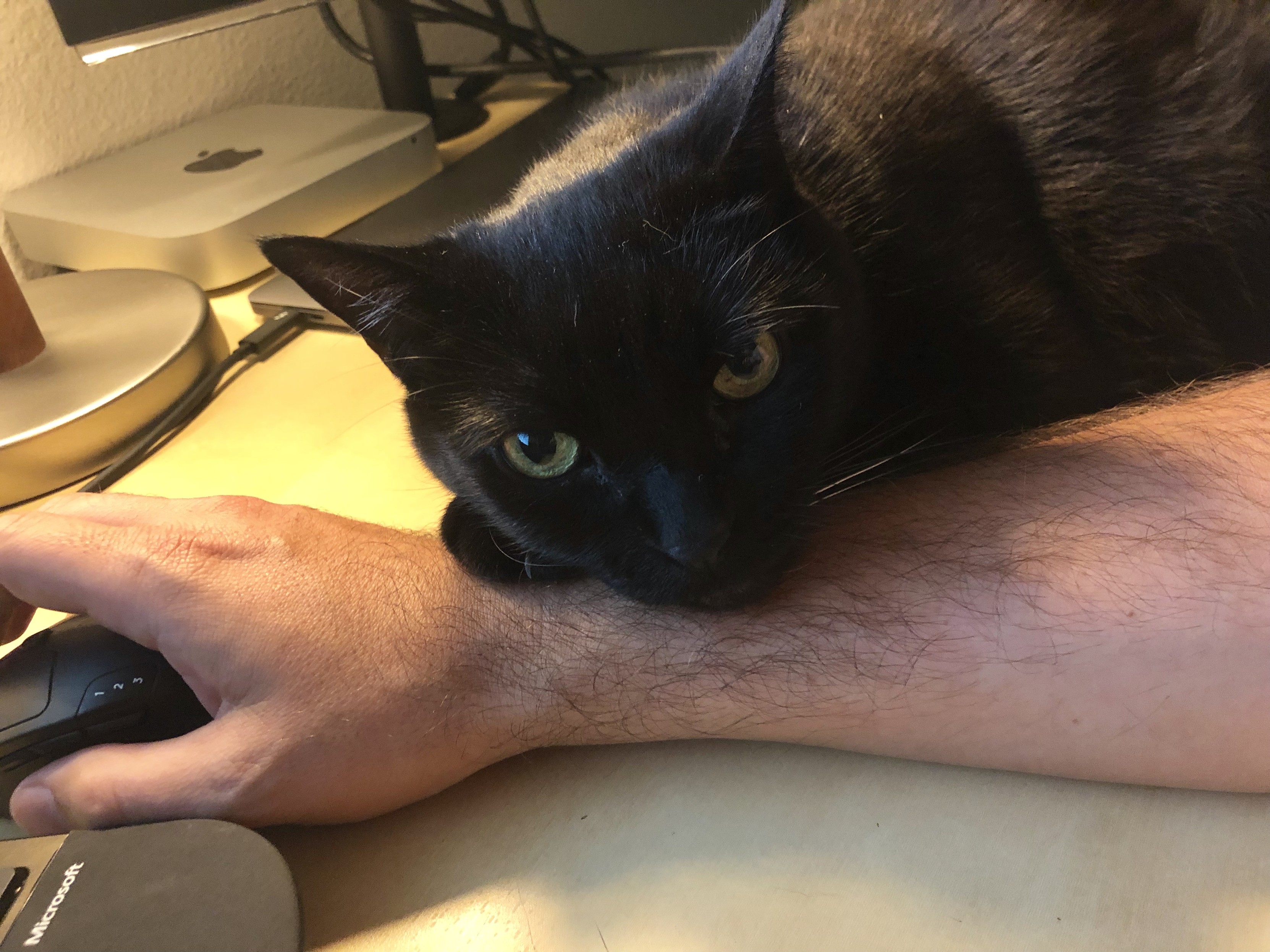 Black cat named Apollo resting his head on my wrist as I attempt to use a computer mouse.