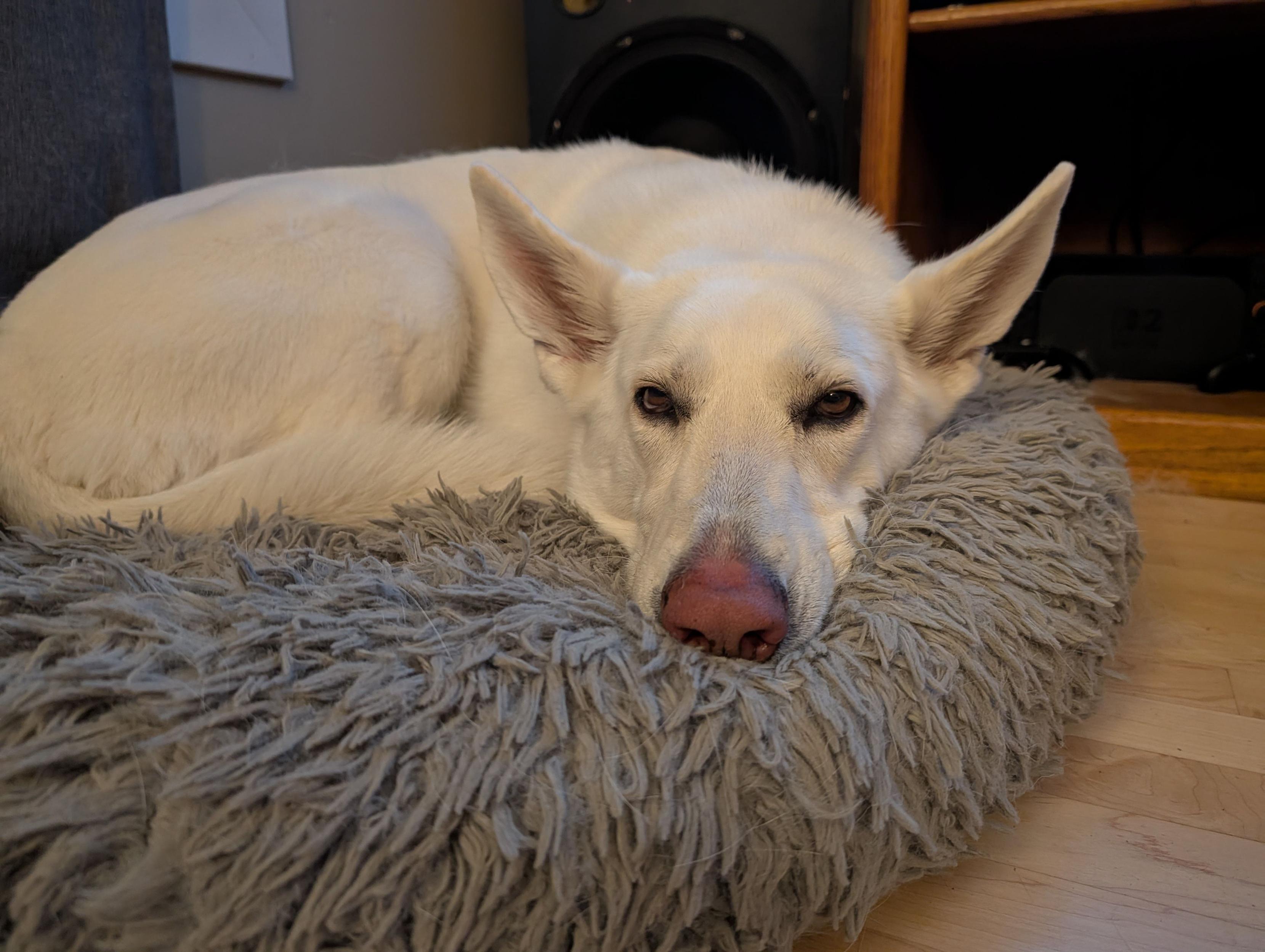 A white dog rests on a plush, gray dog bed, looking at the viewer.