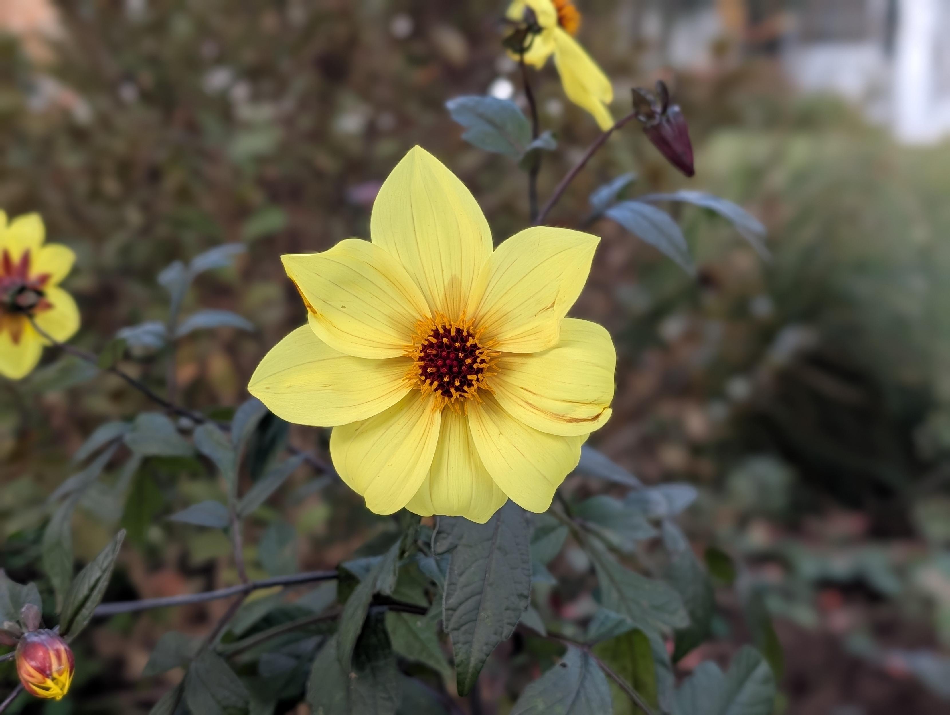 A yellow dahlia flower with a dark center.