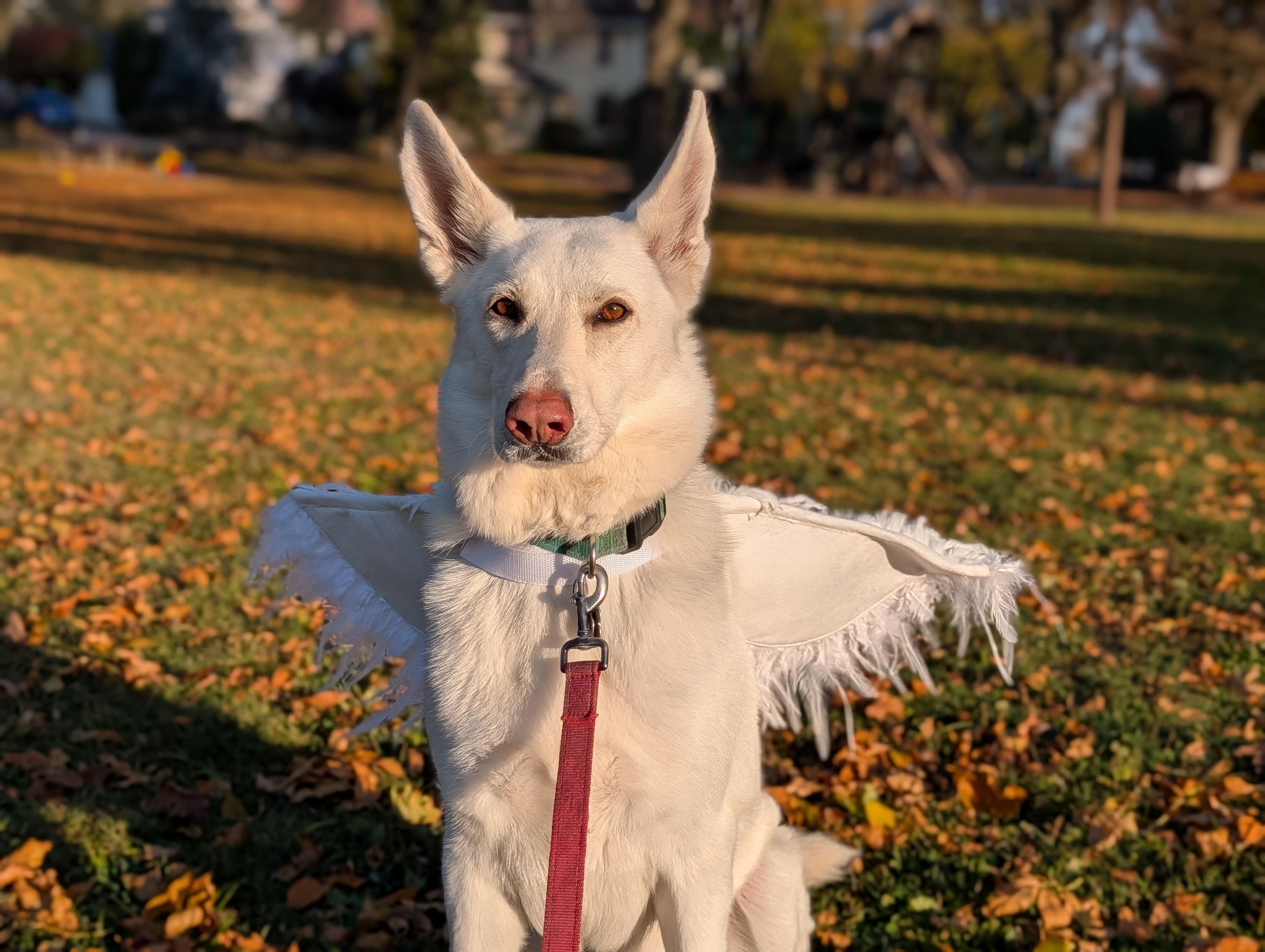 A white German Shepherd dog wearing angel wings sits in a park with autumn leaves.