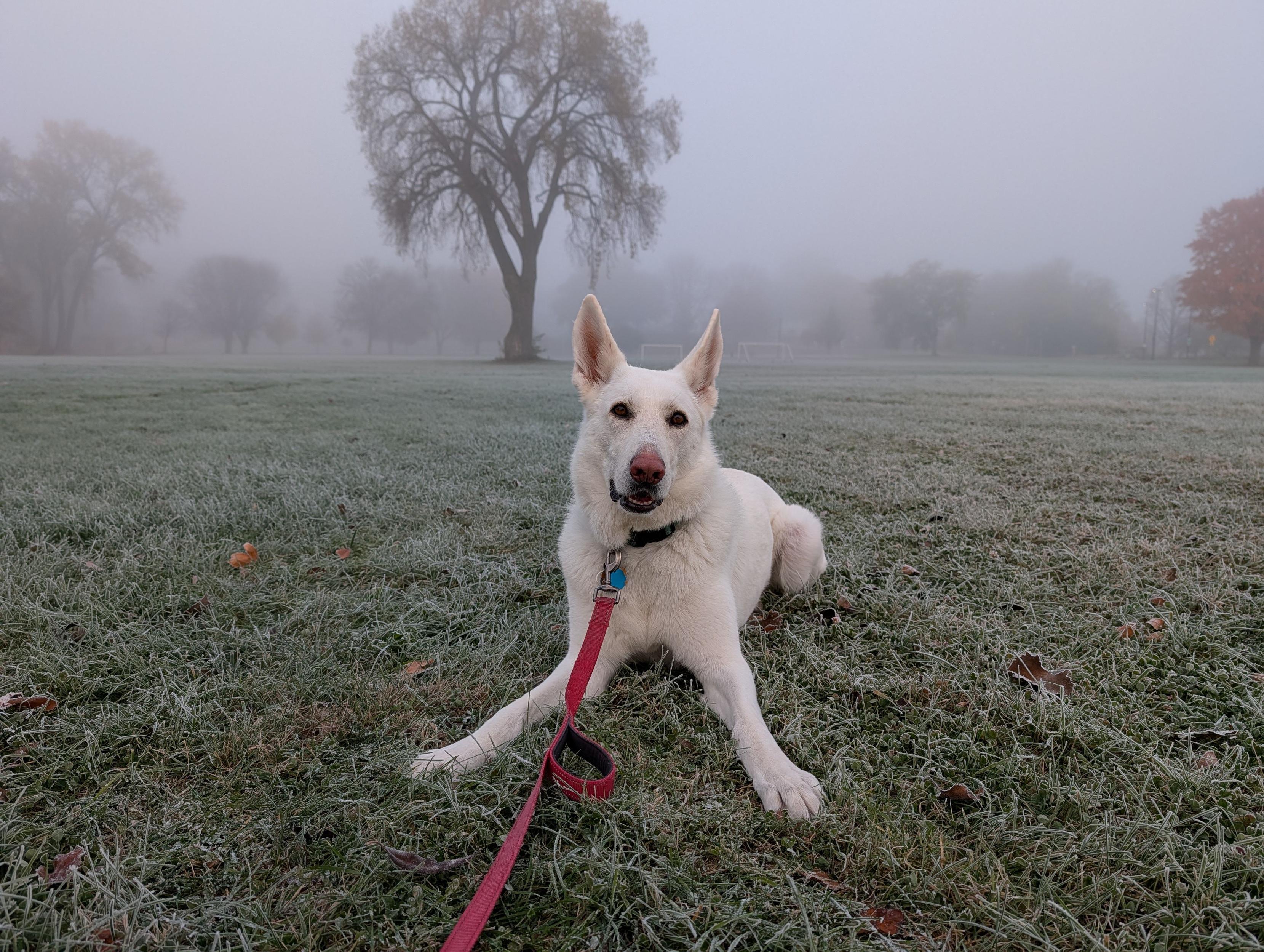 A white German Shepherd lies on frosted grass in a foggy park.
