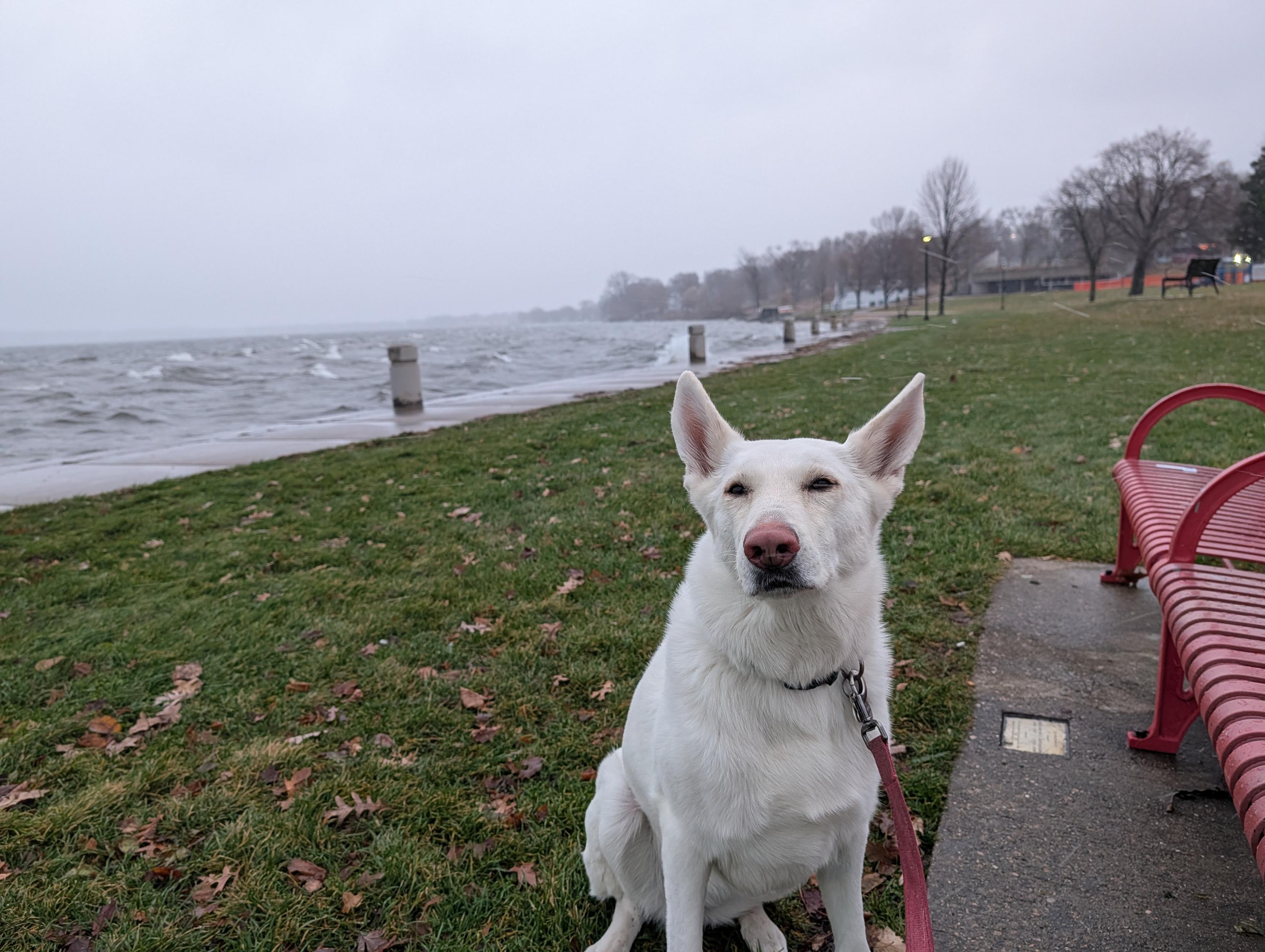 A white dog sits on grass next to a red bench with a lake in the background.