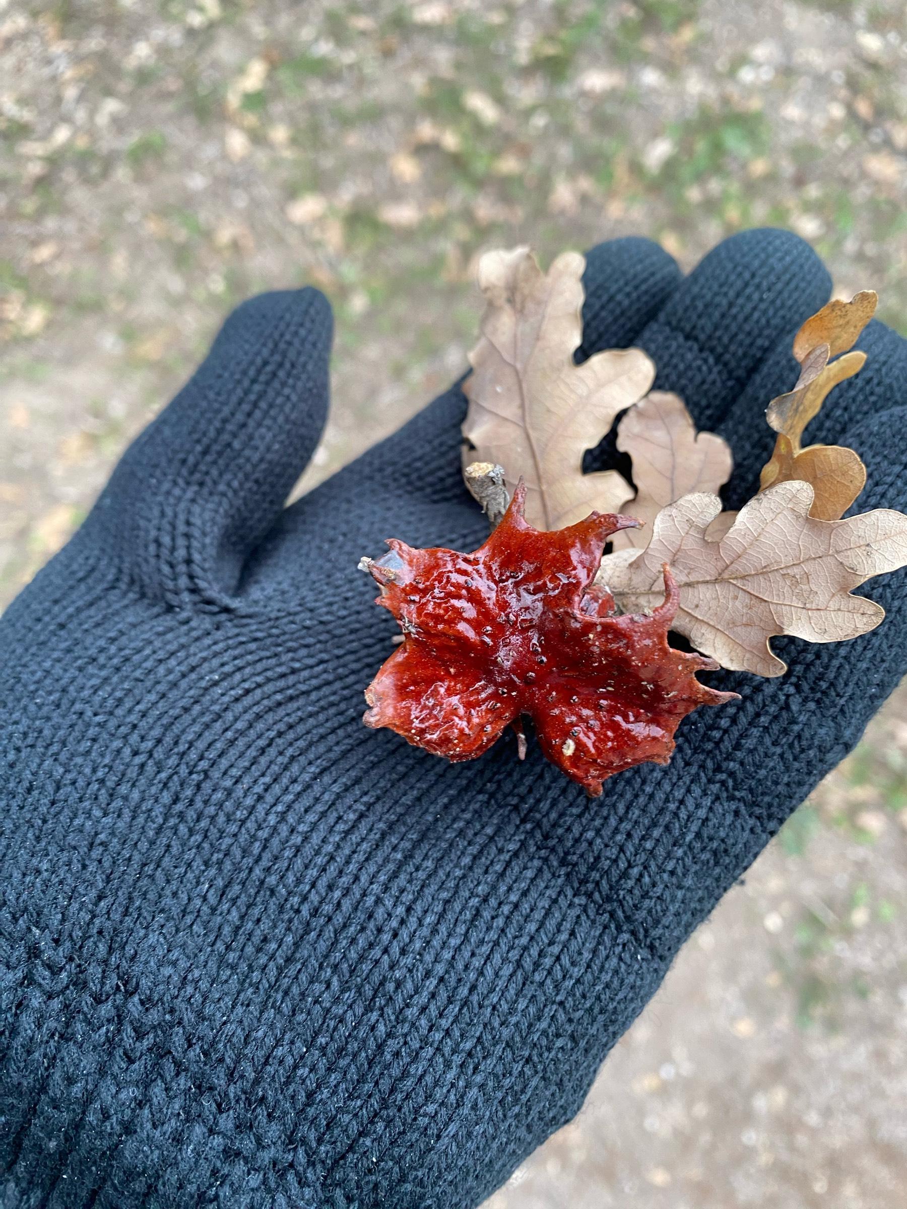 No idea what this is. Maybe some kind of gall, but it had the look and feel of hard shiny plastic.