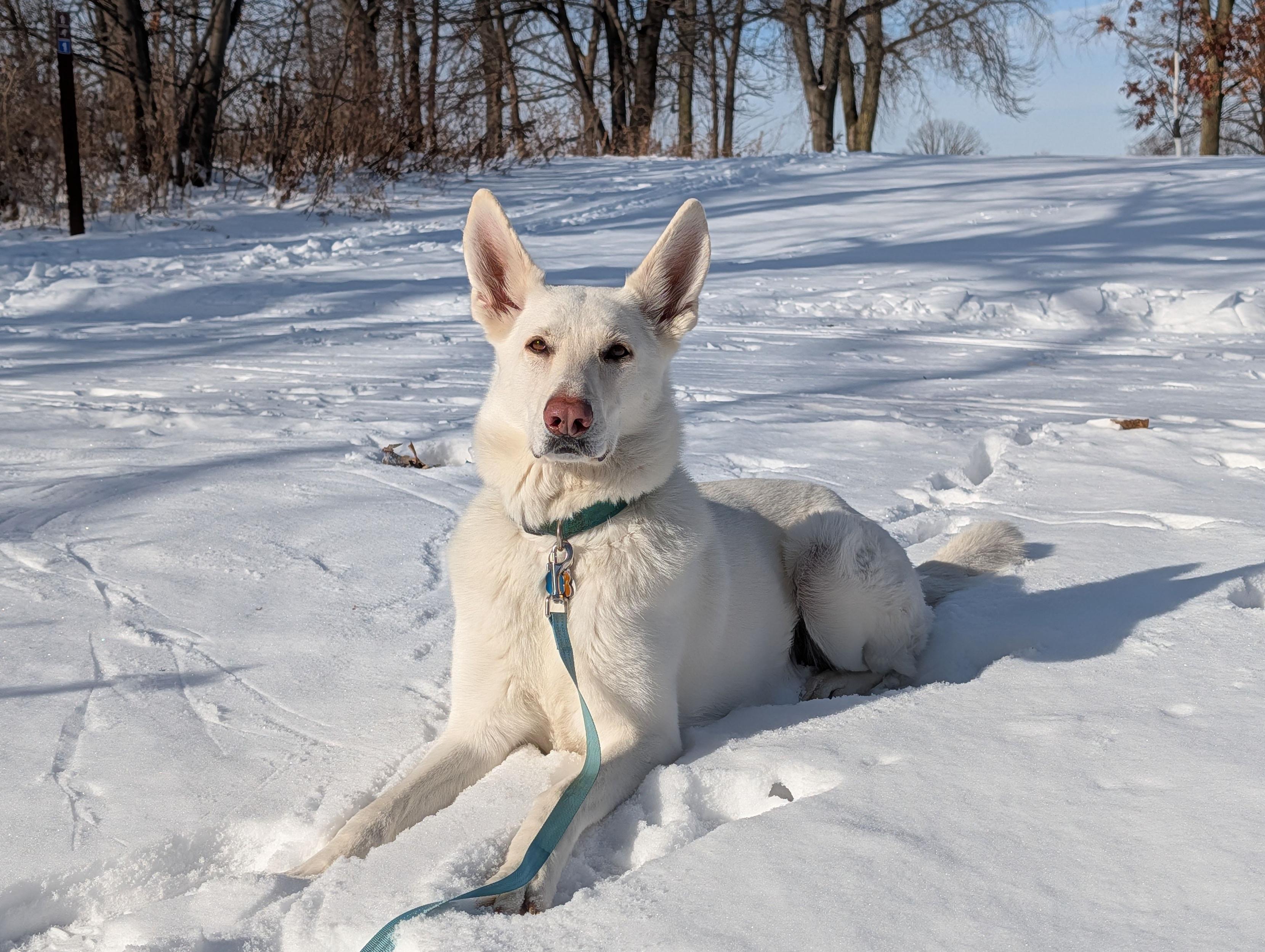 A white dog lies in the snow.