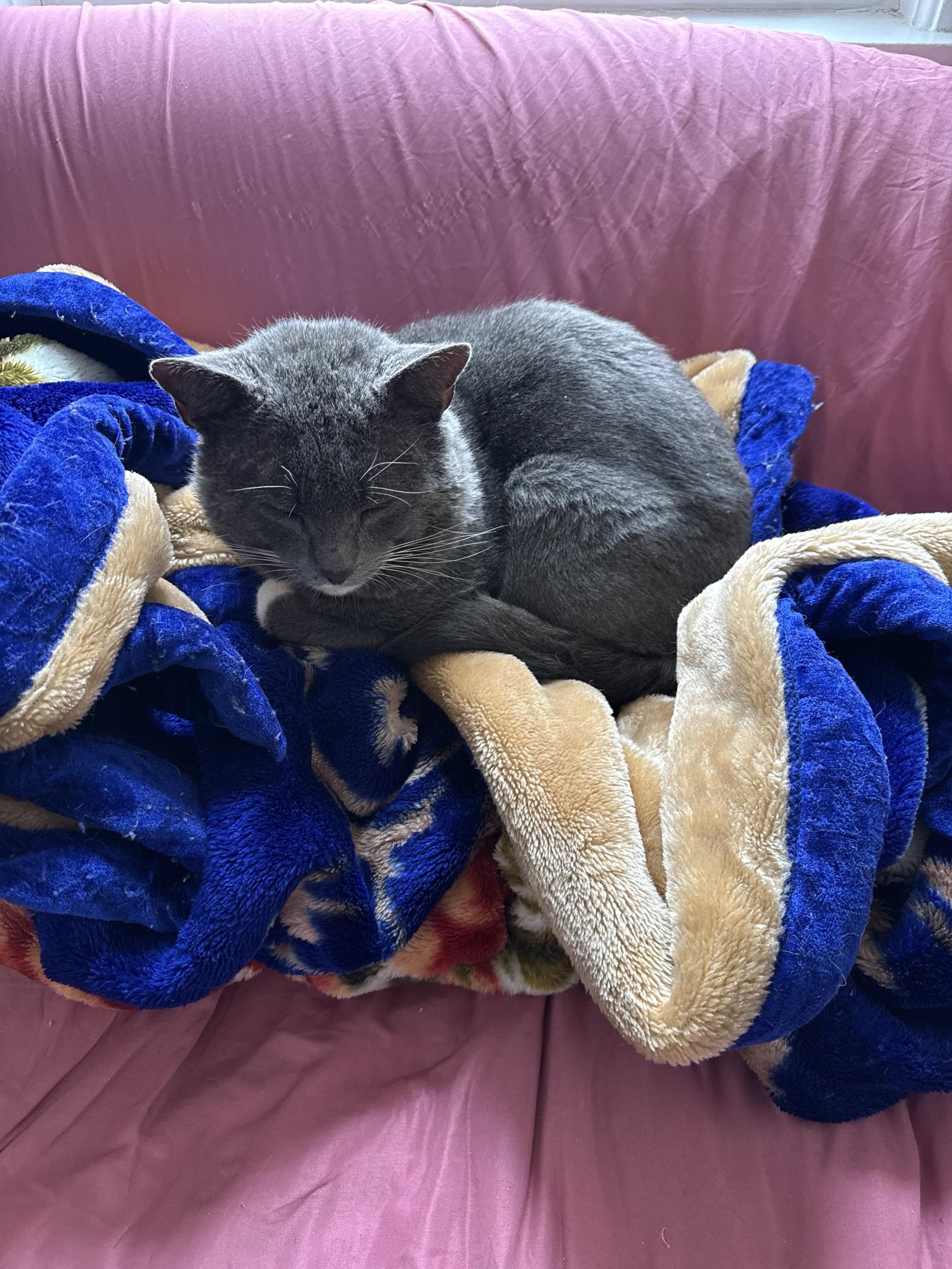 The rescuers sent me this picture. Guess he would come in and make himself right at home!
A gray cat is curled up on a colorful blanket, resting on a pink couch. The scene conveys a cozy atmosphere.
