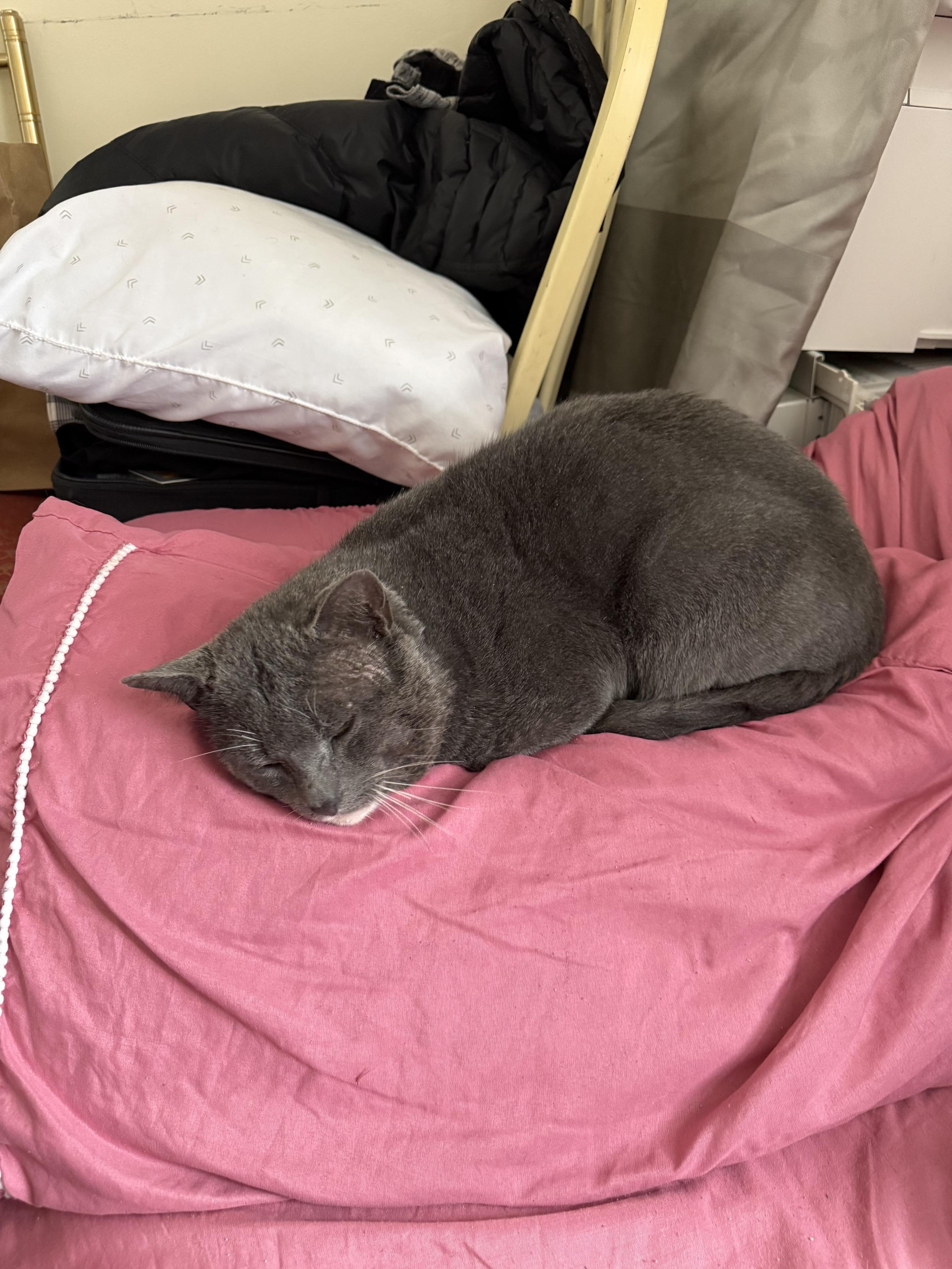 A gray cat is curled up sleeping on a pink blanket, surrounded by pillows and a jacket in a cozy indoor setting.