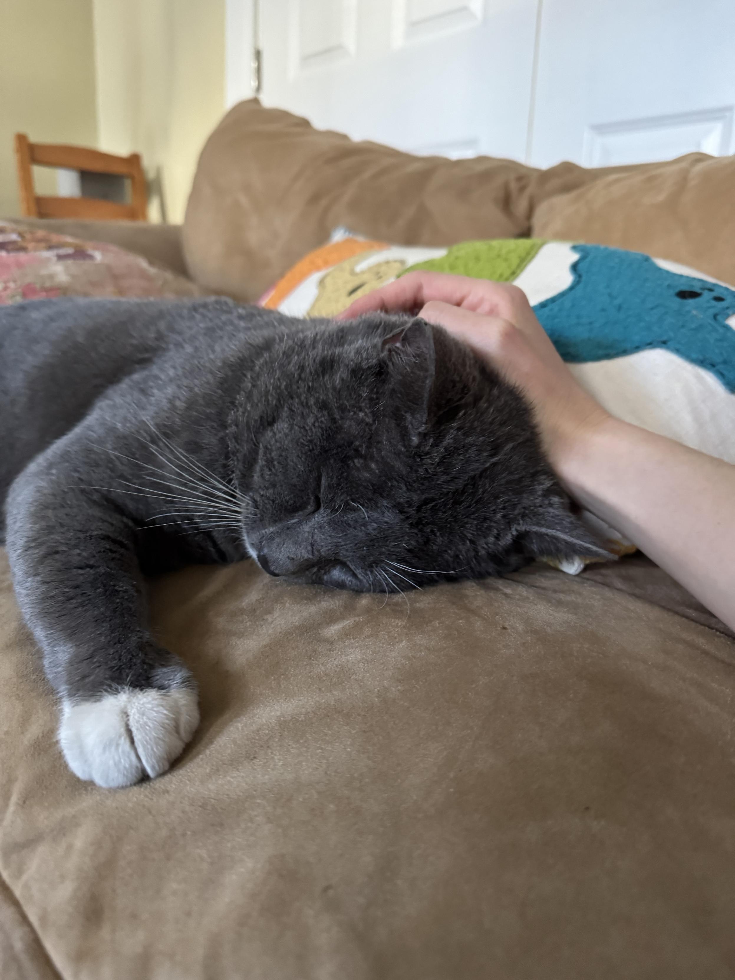A gray cat is resting on a tan couch, with its head on the cushion. A hand is gently petting the cat. Decorative pillows are in the background.