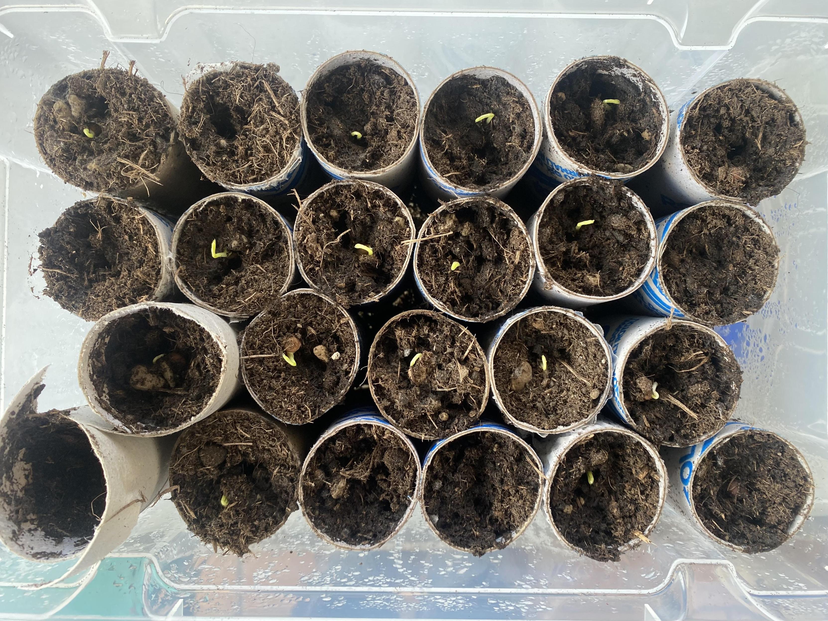 Sweet peas are up after only a week!#gardening