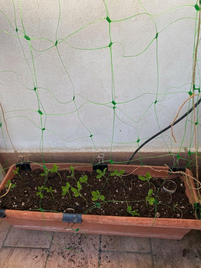 Absolute spawn of Satan, this plastic netting. Two-and-a-half hours wrangling the bloody stuff, but at least the swee...