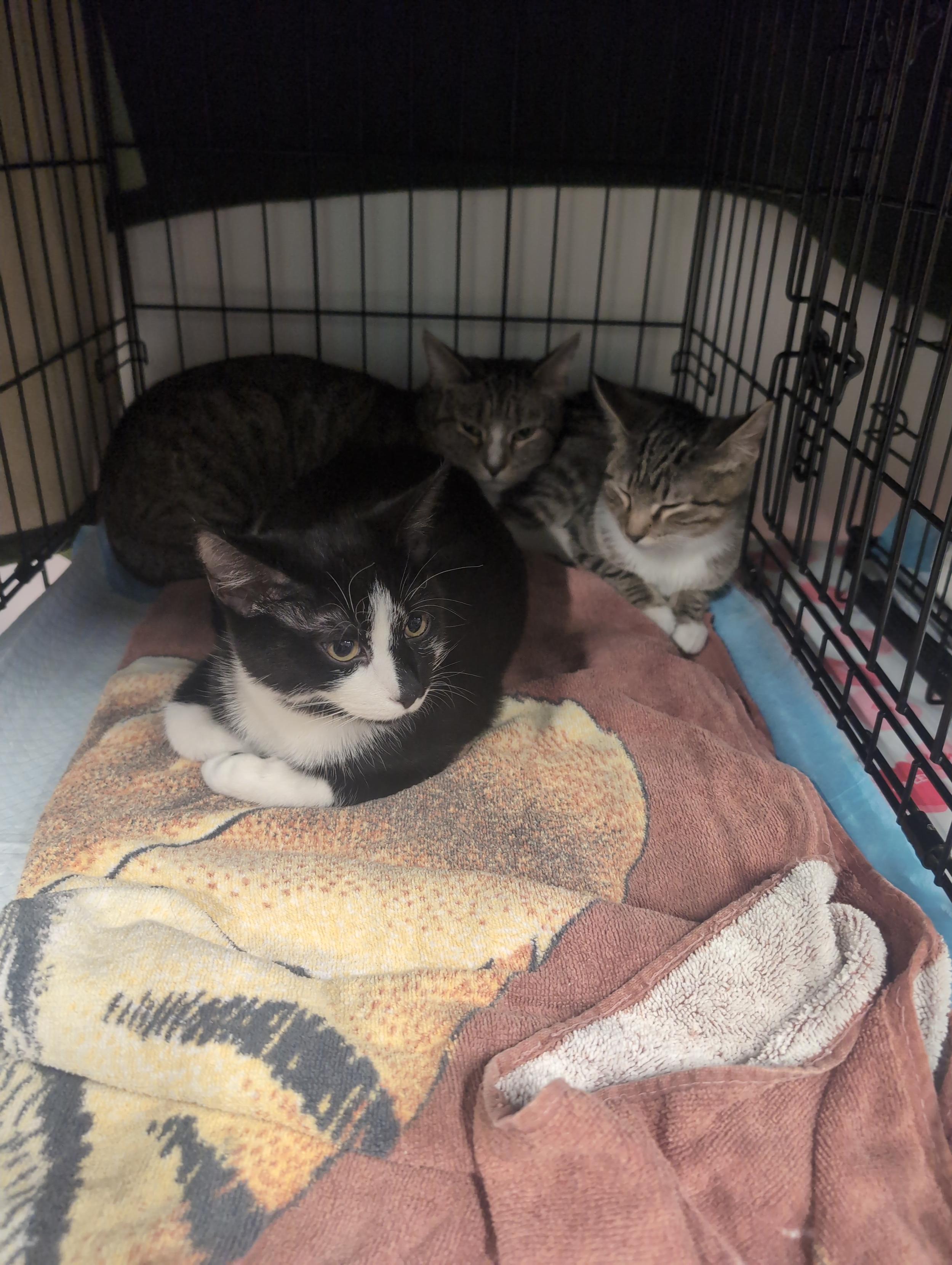 Several cats sitting together in a large pen.