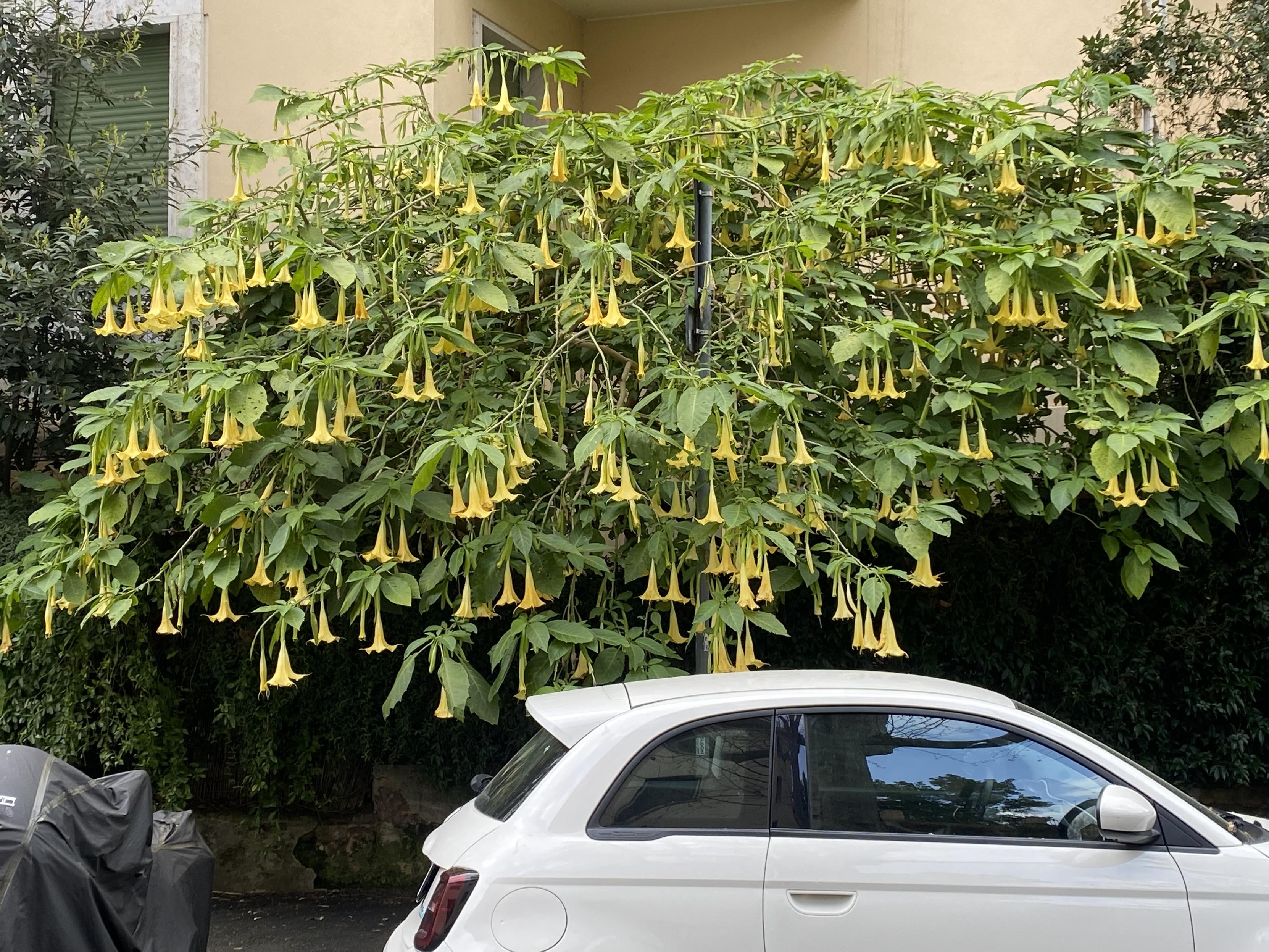A neighbourhood Bruggmansia in full flower. #gardening