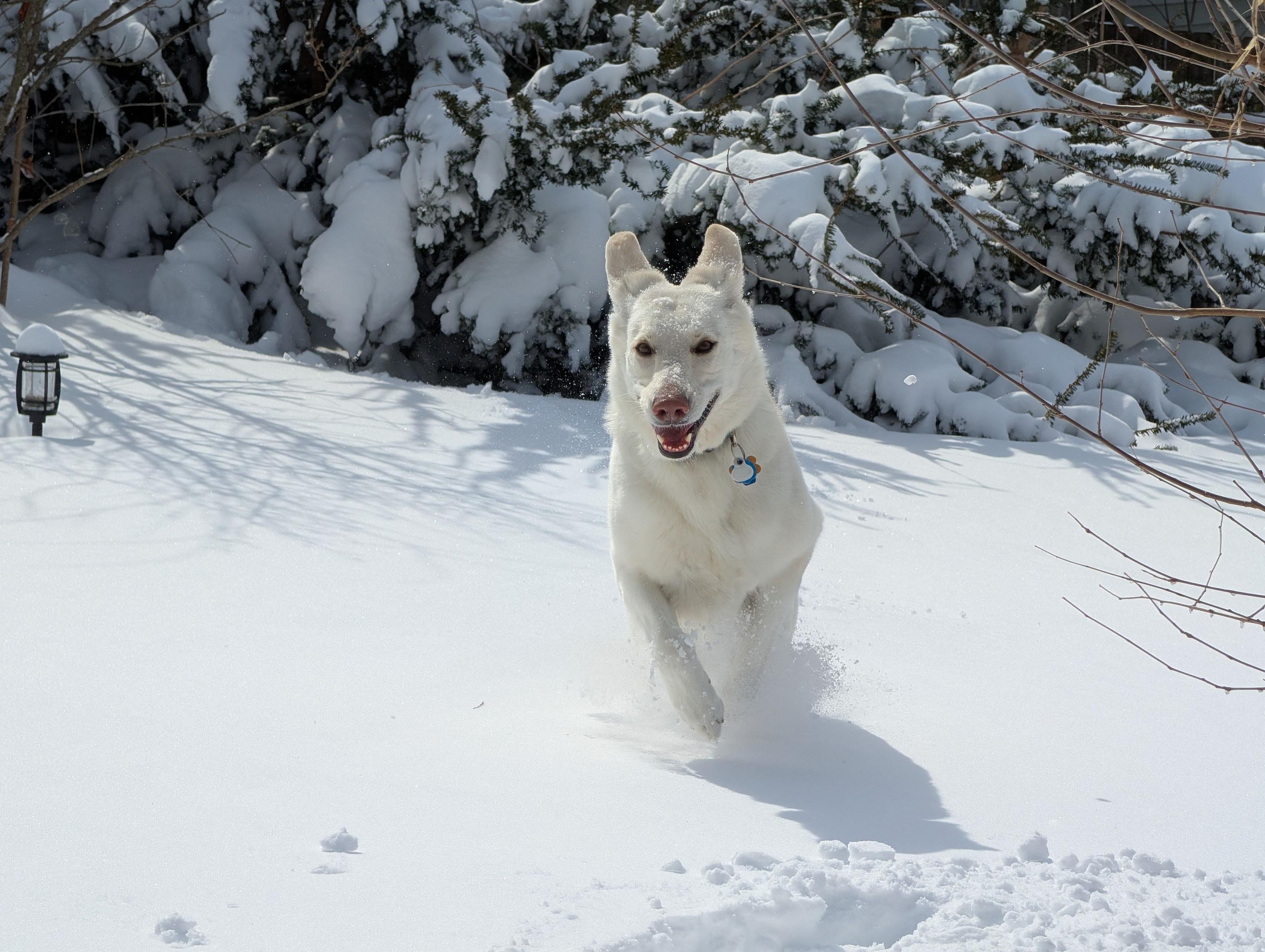 A white dog runs happily through deep, fresh snow.