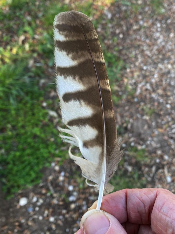 My BirdNET-Pi detected a tawny owl a few times over the past week, usually around 3 am. We live near a big park so I ...