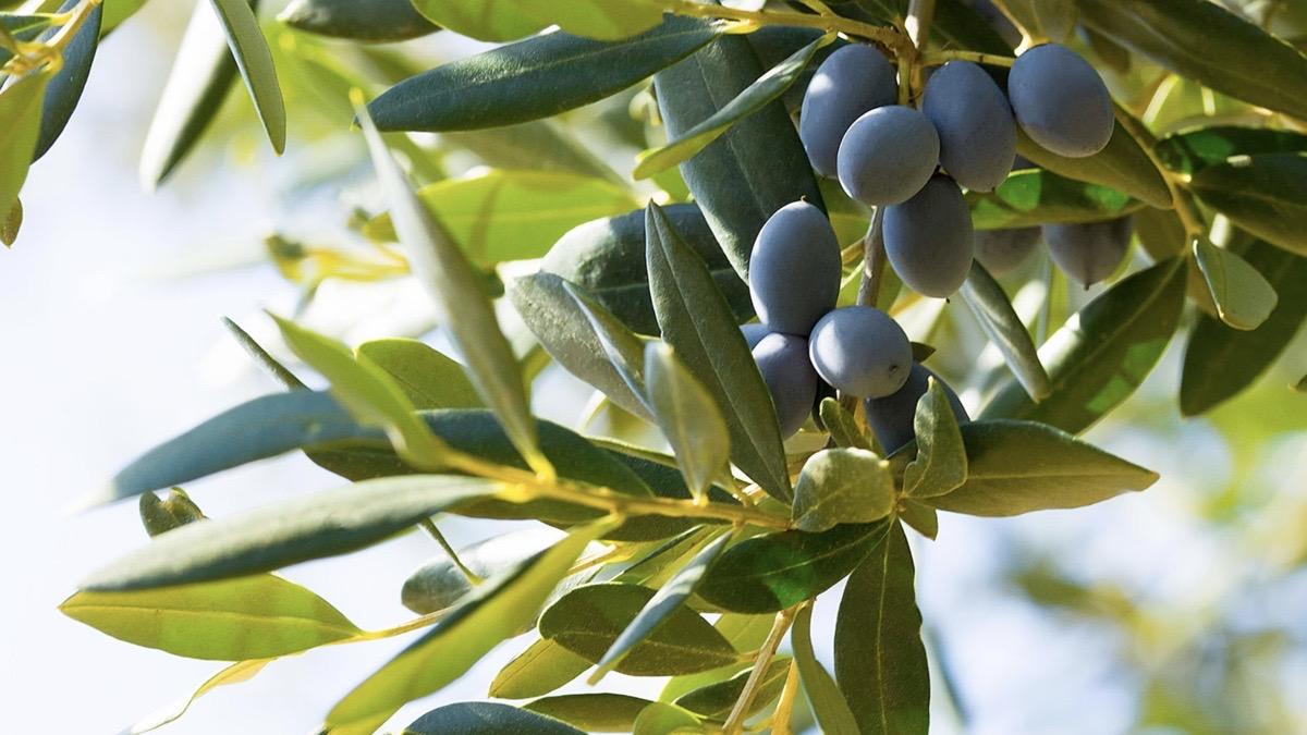 New episode.EU regulations for extra-virgin olive oil include tasting notes. An oil that has any of the forbidden fla...