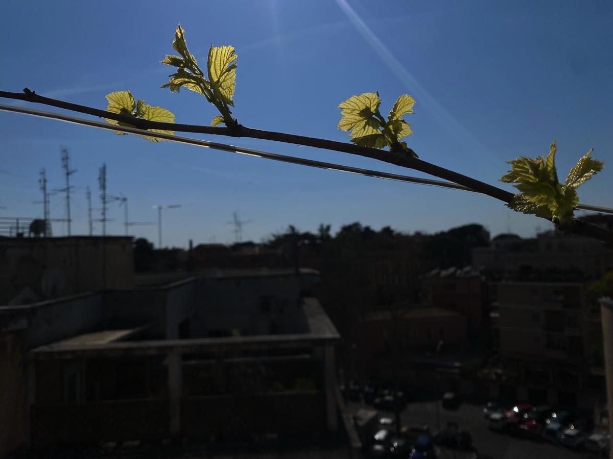 The grapevine on the terrace is definitely getting going now. As always, the question is: will it flower and set frui...