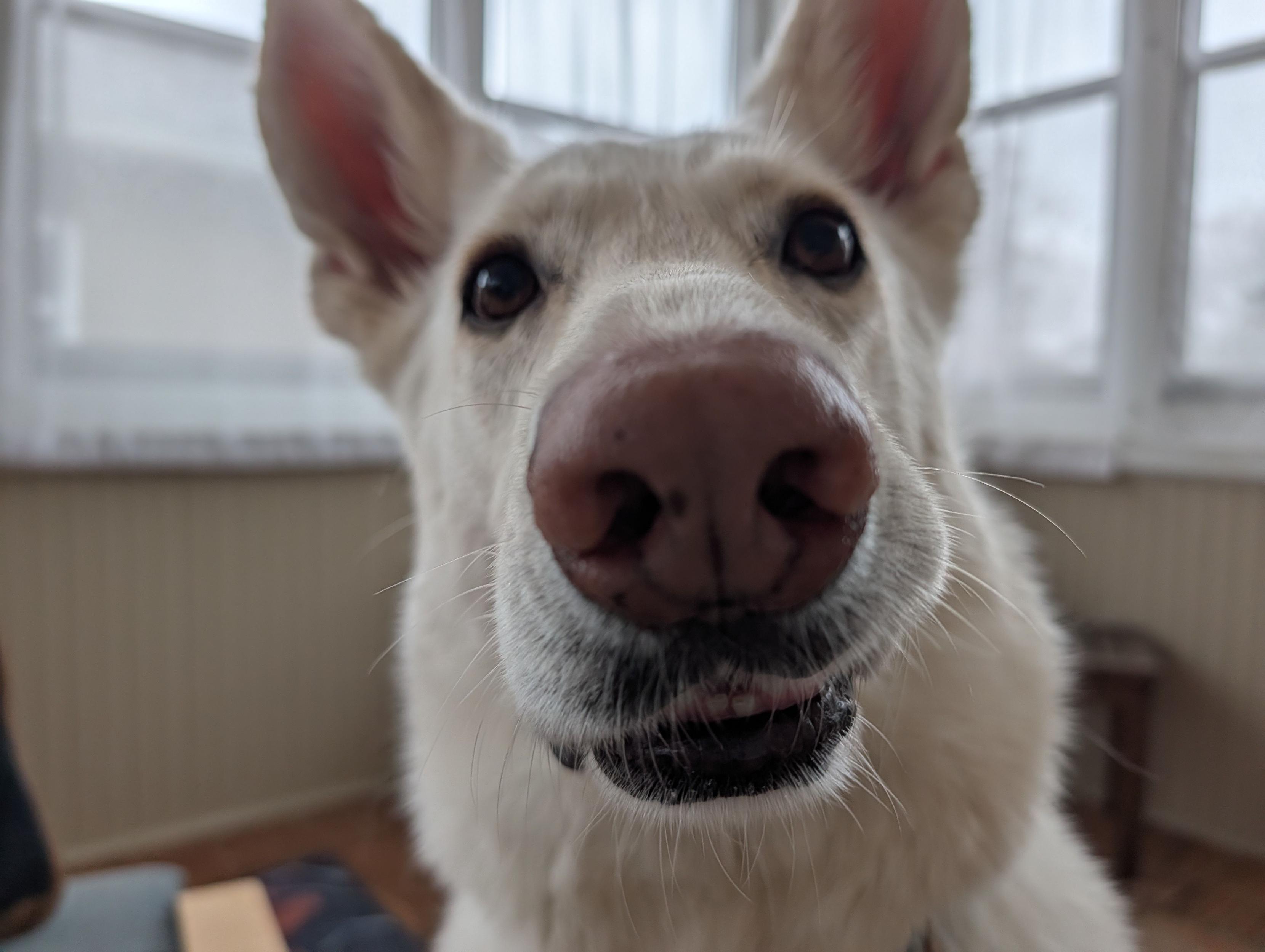 A close-up, wide-angle shot of a white dog's face looking directly into the camera.