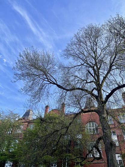 Blooming trees against a  blue sky. 