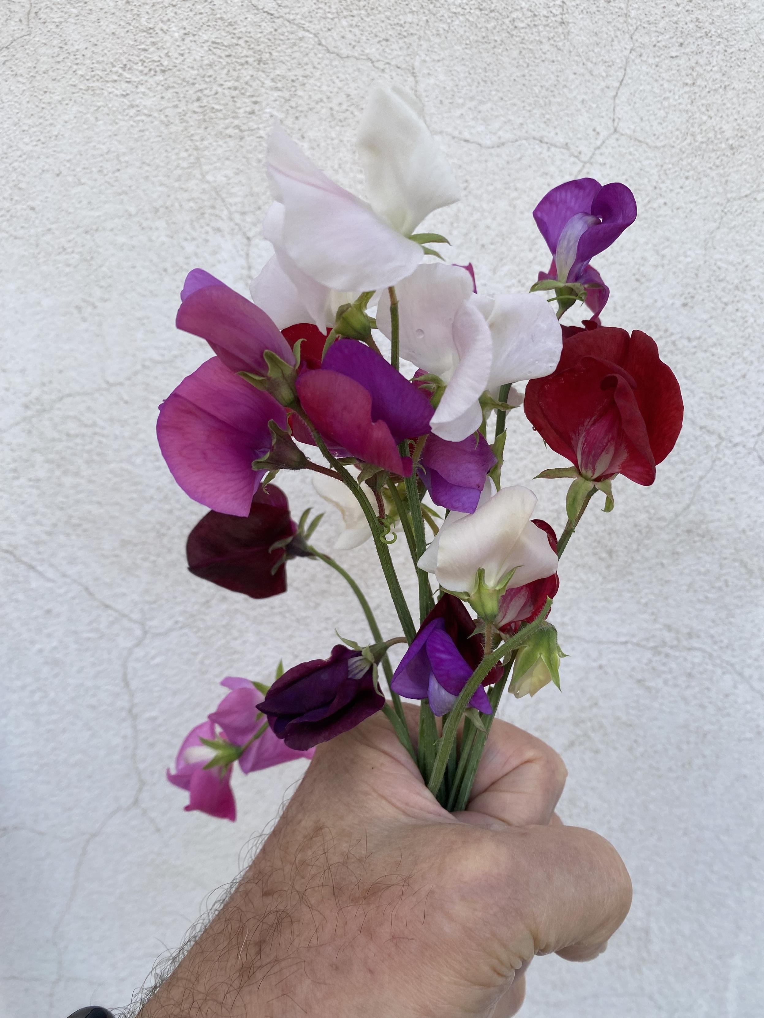 Patience and planning rewarded. #bloomscrolling